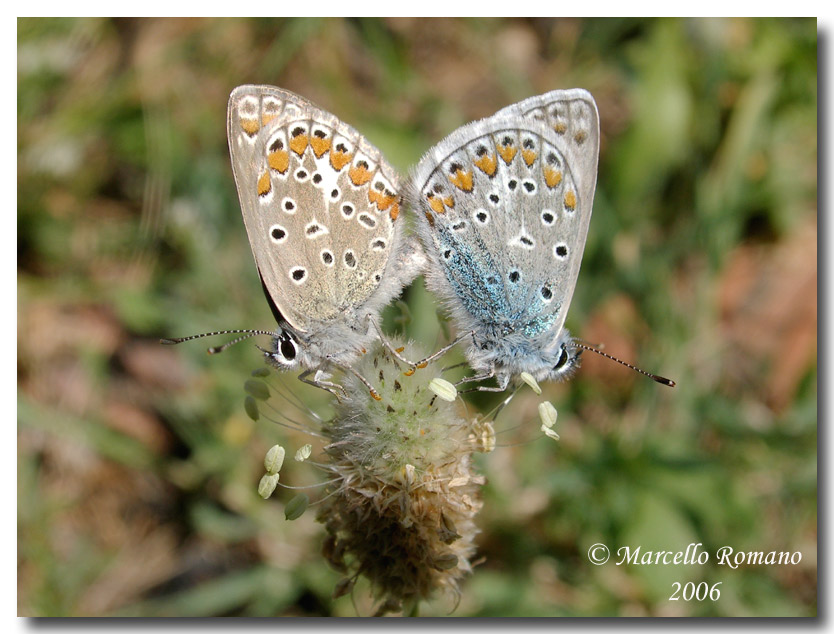 La primavera si tinge d''azzurro